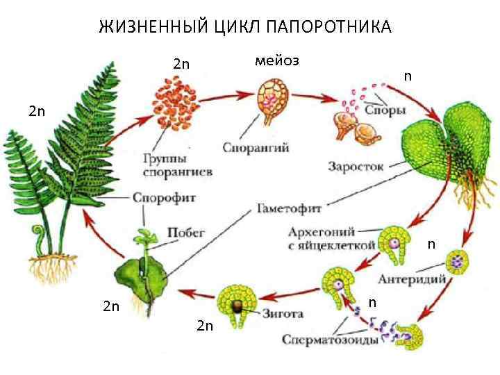 Рассмотрите изображение растений горох посевной ламинария страусник подпишите их названия