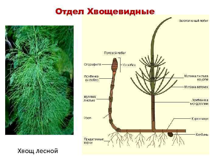 Диаграмма хвощевидных растений