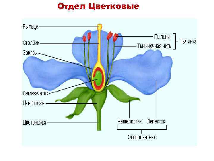 Отдел Цветковые 