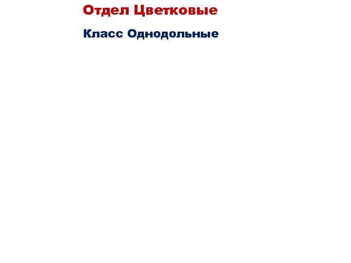 Отдел Цветковые Класс Однодольные 