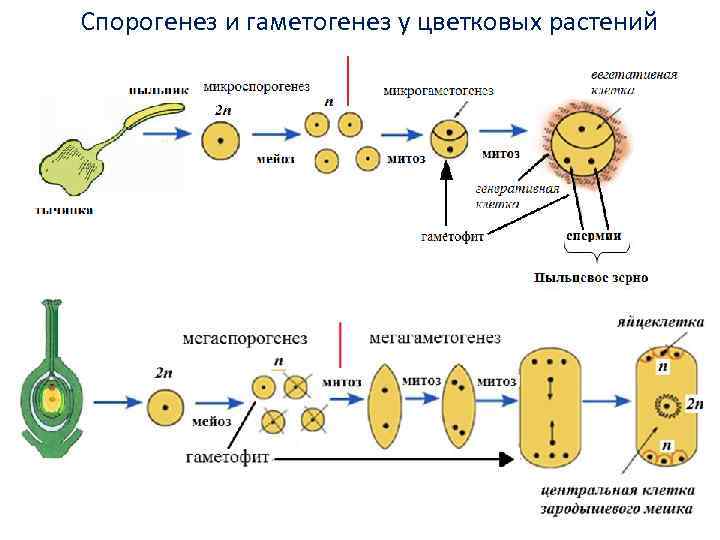 Генеративный цикл. Схема развитие гамет у цветковых растений. Процесс образования половых клеток у растений. Этапы развития половых клеток у растений. Схема образования пыльцевого зерна покрытосеменных.
