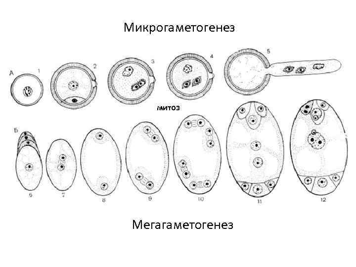 Из какой клетки образуется мегаспора
