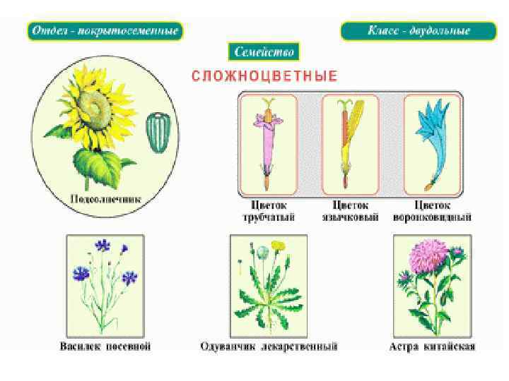 Сложноцветные диаграмма