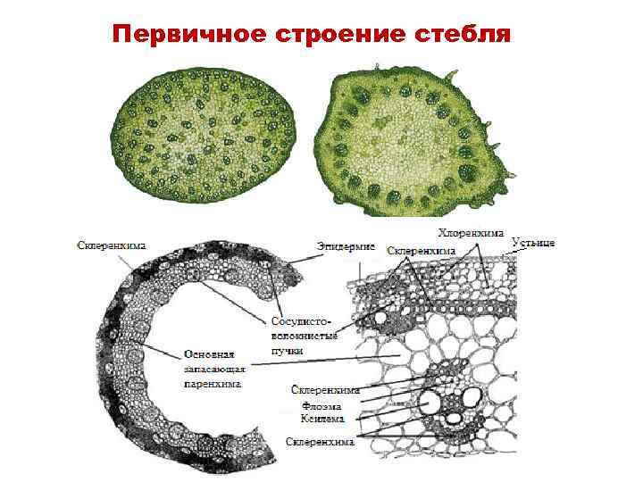 Вторичное строение стебля рисунок