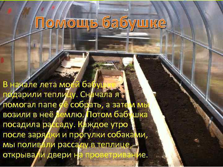 Помощь бабушке В начале лета моей бабушке подарили теплицу. Сначала я помогал папе её