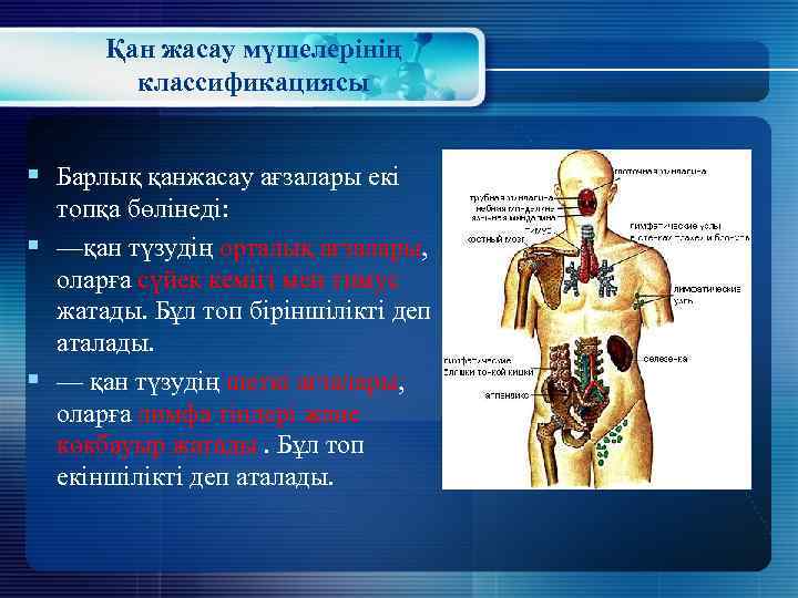 Қан жасау мүшелерінің классификациясы § Барлық қанжасау ағзалары екі топқа бөлінеді: § —қан түзудің