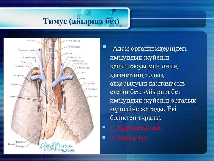 Тимус (айырша без) § Адам организмдеріндегі иммундық жүйенің қалыптасуы мен оның қызметінің толық атқарылуын