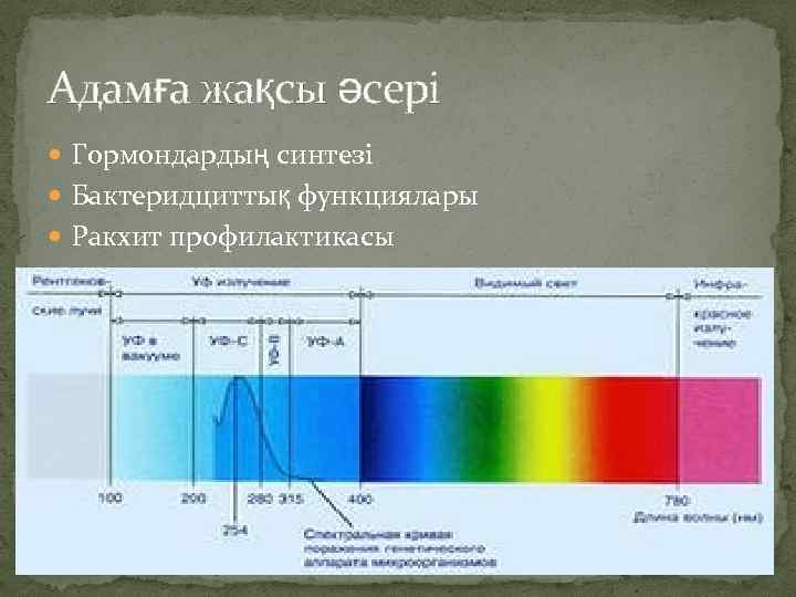 Адамға жақсы әсері Гормондардың синтезі Бактеридциттық функциялары Ракхит профилактикасы 