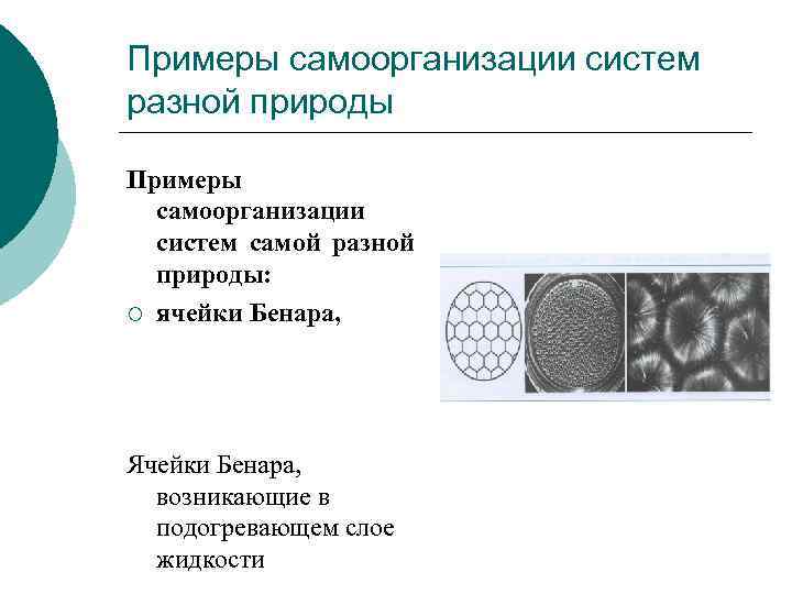 Примеры самоорганизации систем разной природы Примеры самоорганизации систем самой разной природы: ¡ ячейки Бенара,