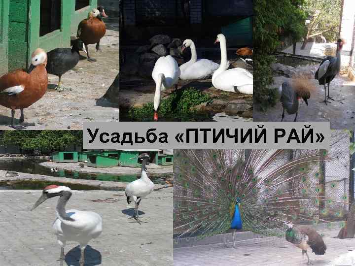 Усадьба «ПТИЧИЙ РАЙ» 