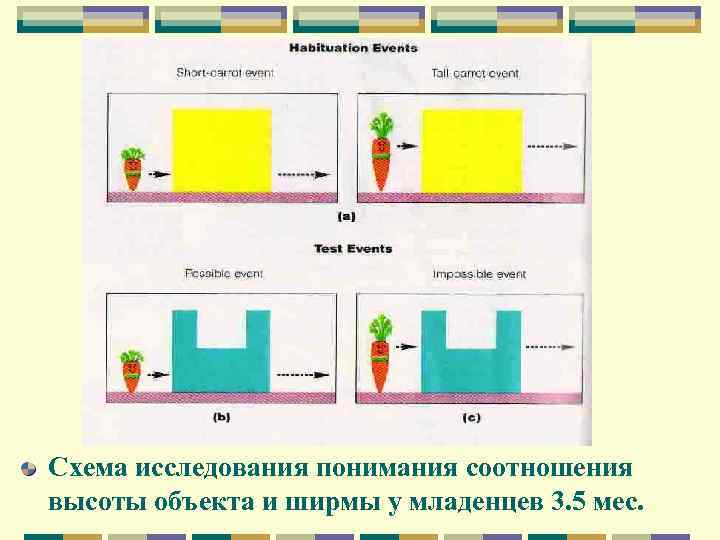 Схема исследования понимания соотношения высоты объекта и ширмы у младенцев 3. 5 мес. 