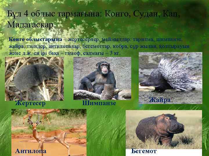 Бұл 4 облыс тармағына: Конго, Судан, Кап, Мадагаскар. Конго облыстарына – жертесерлер, маймылдар: тарилма,