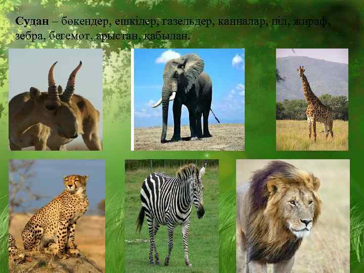 Судан – бөкендер, ешкілер, газельдер, канналар, піл, жираф, зебра, бегемот, арыстан, қабылан. 