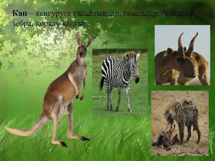 Кап – кенгуруге ұқсайтындар, газельдер, бөкендер, зебра, қорқау қасқыр. 