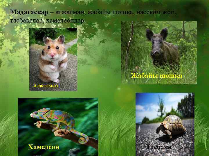 Мадагаскар – атжалман, жабайы шошқа, насеком жегі, тасбақалар, хамелеондар. Жабайы шошқа Атжалман Хамелеон Тасбақа