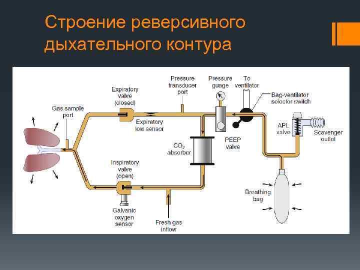 Строение реверсивного дыхательного контура 