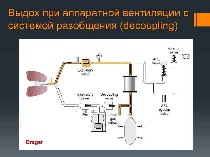 Выдох при аппаратной вентиляции с системой разобщения (decoupling) Drager 