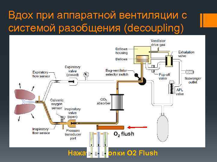 Вдох при аппаратной вентиляции с системой разобщения (decoupling) Drager O 2 flush Нажатие кнопки