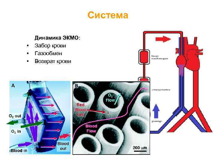 Система • • • Динамика ЭКМО: Забор крови Газообмен Возврат крови 