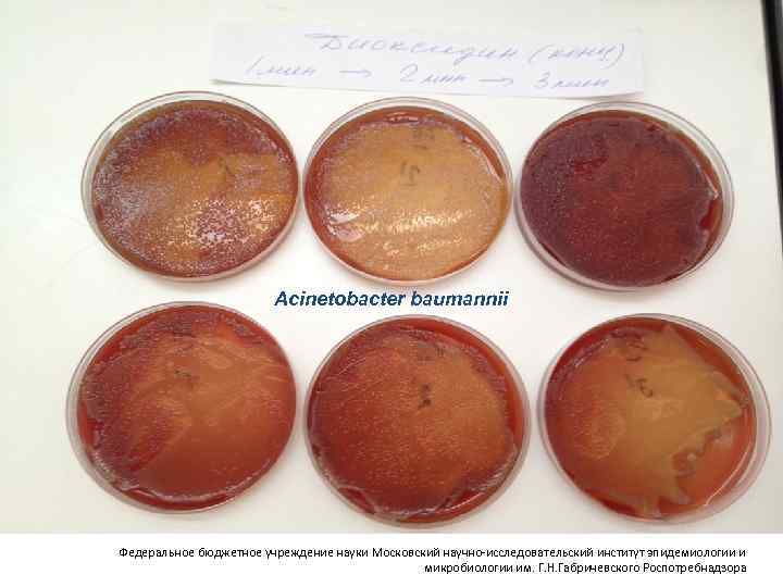 Acinetobacter baumannii Федеральное бюджетное учреждение науки Московский научно-исследовательский институт эпидемиологии и микробиологии им. Г.