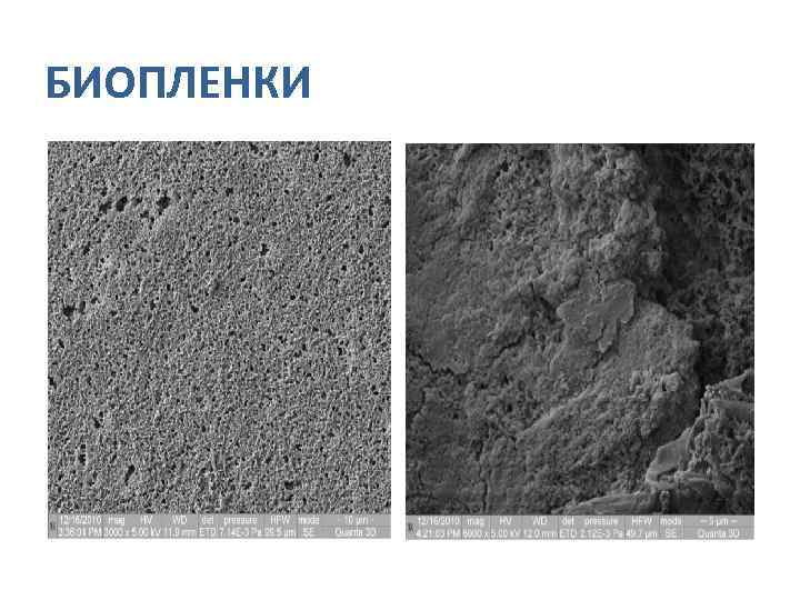 БИОПЛЕНКИ 