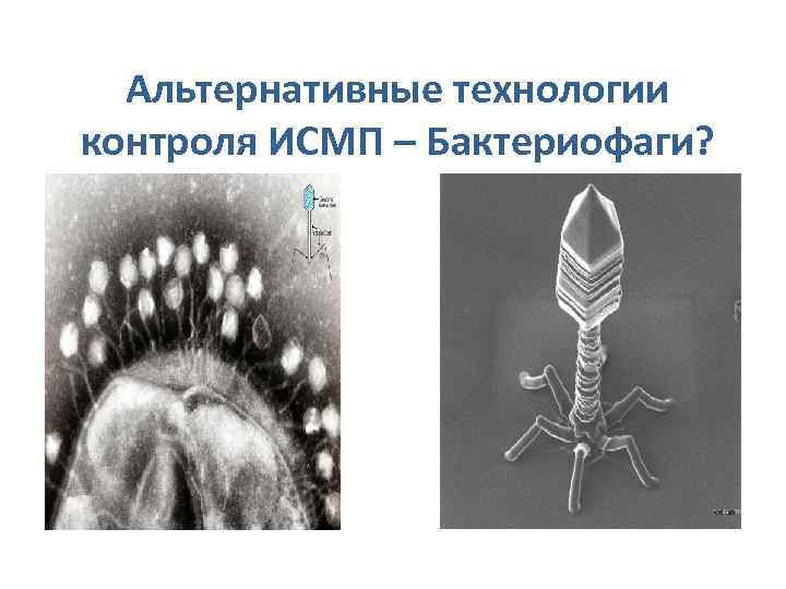 Альтернативные технологии контроля ИСМП – Бактериофаги? 