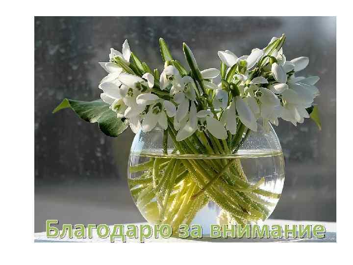 Благодарю за внимание 