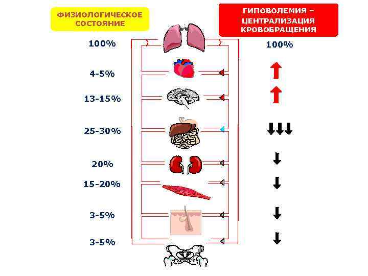 ФИЗИОЛОГИЧЕСКОЕ СОСТОЯНИЕ 100% 4 -5% 13 -15% 25 -30% 20% 15 -20% 3 -5%