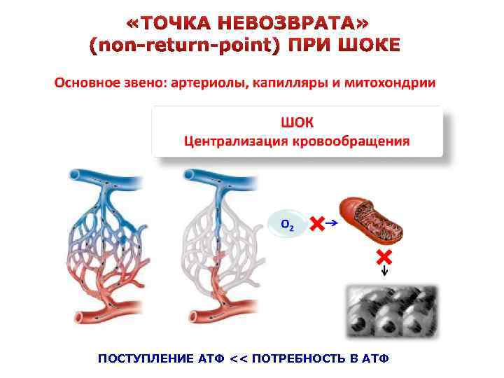  «ТОЧКА НЕВОЗВРАТА» (non-return-point) ПРИ ШОКЕ ПОСТУПЛЕНИЕ АТФ << ПОТРЕБНОСТЬ В АТФ 