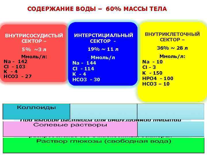 СОДЕРЖАНИЕ ВОДЫ – 60% МАССЫ ТЕЛА ВНУТРИСОСУДИСТЫЙ СЕКТОР – ИНТЕРСТИЦИАЛЬНЫЙ СЕКТОР - ВНУТРИКЛЕТОЧНЫЙ СЕКТОР
