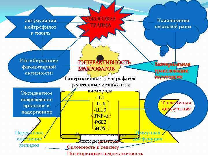 аккумуляция нейтрофилов в тканях Ингибирование фагоцитарной активности Оксидантное повреждение органное и надорганное Перекисное окисление