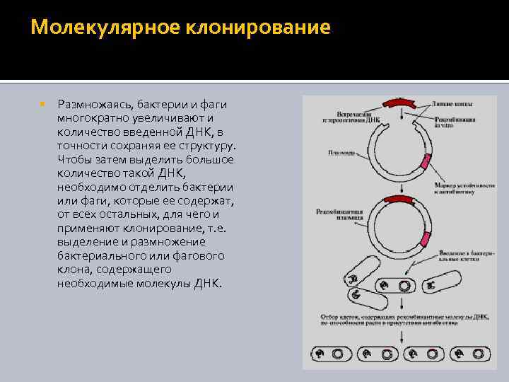 Молекулярное клонирование картинки