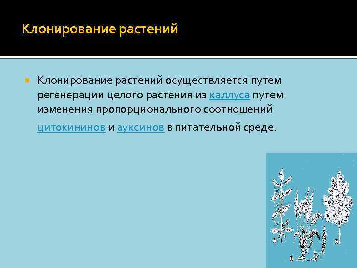 Клонирование растений осуществляется путем регенерации целого растения из каллуса путем изменения пропорционального соотношений цитокининов