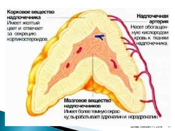 Sunday, February 11, 2018 11 