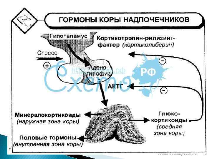 Бүйрек үсті безі аурулары презентация