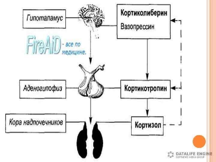 Минералокортикоидтар (альдостерон, дезоксикортикостерон) Sunday, February 11, 2018 7 