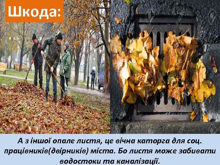 Шкода: А з іншої опале листя, це вічна каторга для соц. працівників(двірників) міста. Бо
