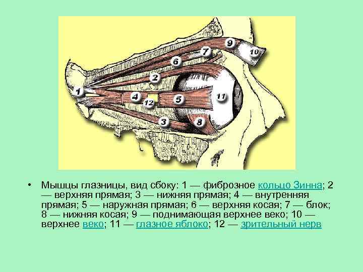  • Мышцы глазницы, вид сбоку: 1 — фиброзное кольцо Зинна; 2 — верхняя