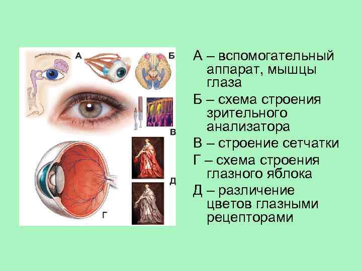 Уровни организации зрительного анализатора человека