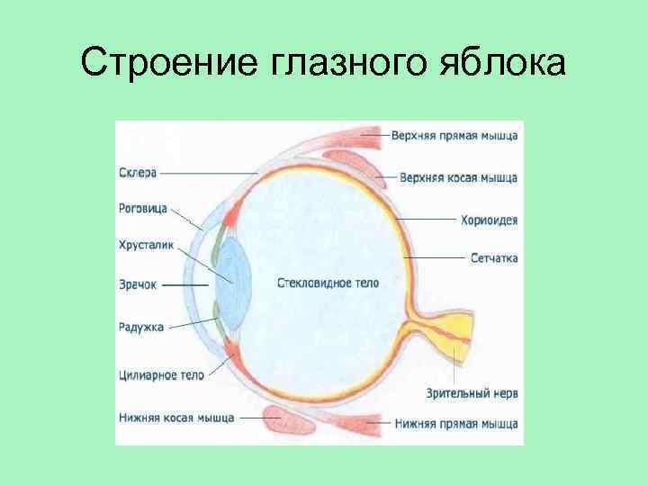 Изучите строение глазного яблока по рисунку учебника найдите указанные части на предложенной модели