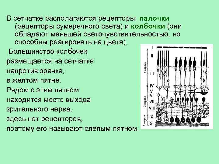 Рецепторы сумеречного света. Рецептор палочки колбочки анализатор. Сетчатка располагается. Рецепторы сетчатки. В сетчатке расположены рецепторы палочки и.