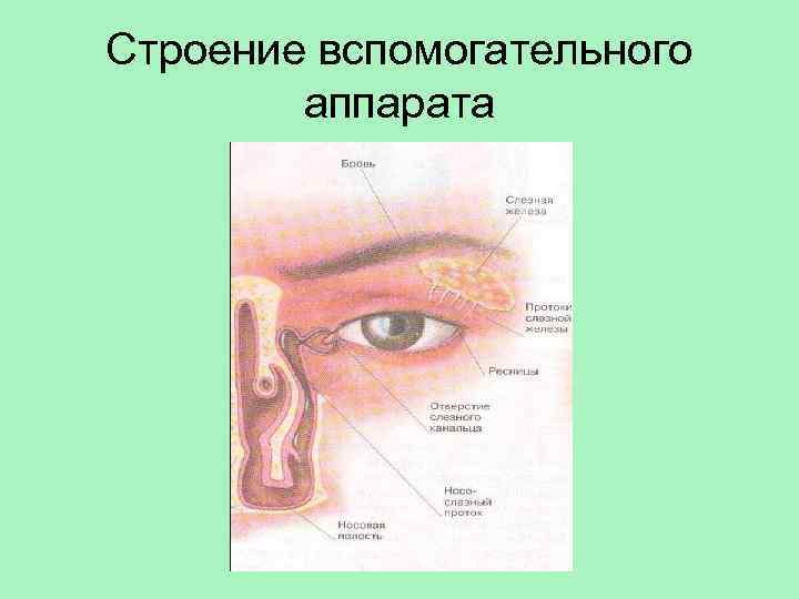 Строение вспомогательного аппарата 