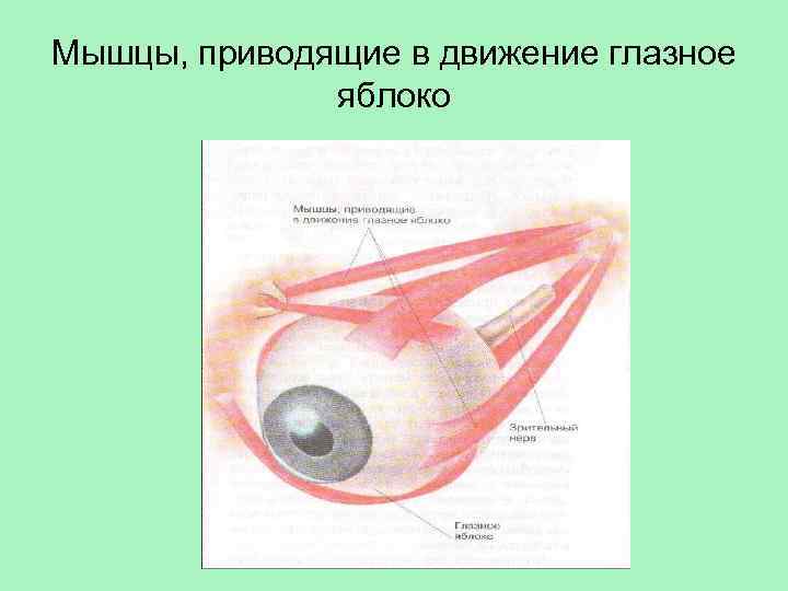 Вспомогательный аппарат глазного яблока схема