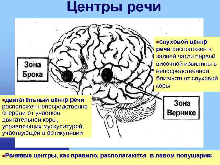 Слуховые и зрительные центры расположены в коре головного мозга. Головной мозг зоны Вернике. Слуховой центр речи центр Вернике расположен в. Центры Брока и Вернике в головном мозге.