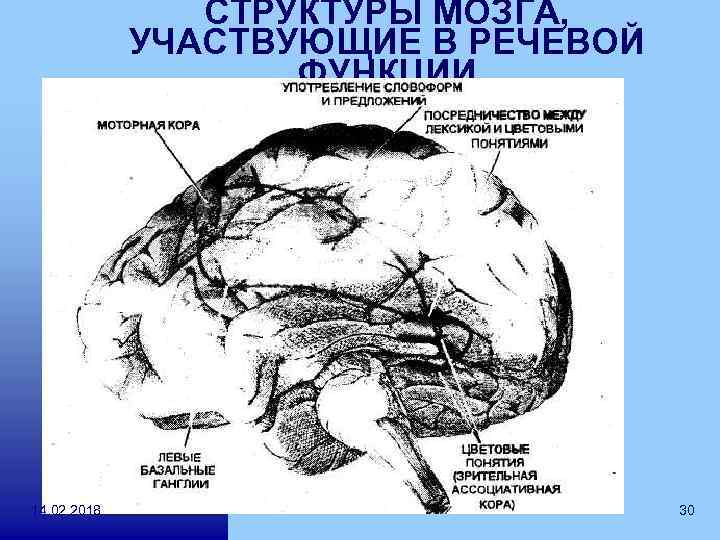 СТРУКТУРЫ МОЗГА, УЧАСТВУЮЩИЕ В РЕЧЕВОЙ ФУНКЦИИ 14. 02. 2018 30 