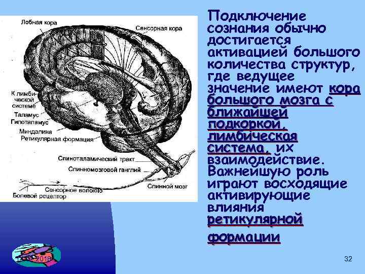 Подключение сознания обычно достигается активацией большого количества структур, где ведущее значение имеют кора большого