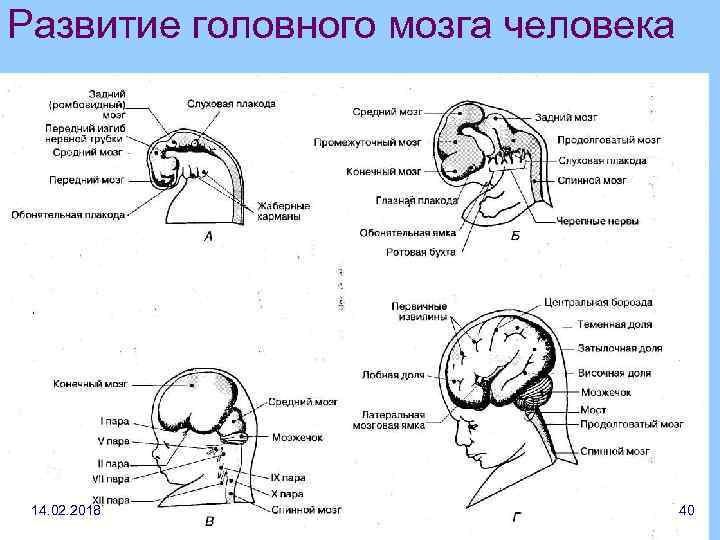 Каким номером на схеме обозначена будущая нервная система эмбриона