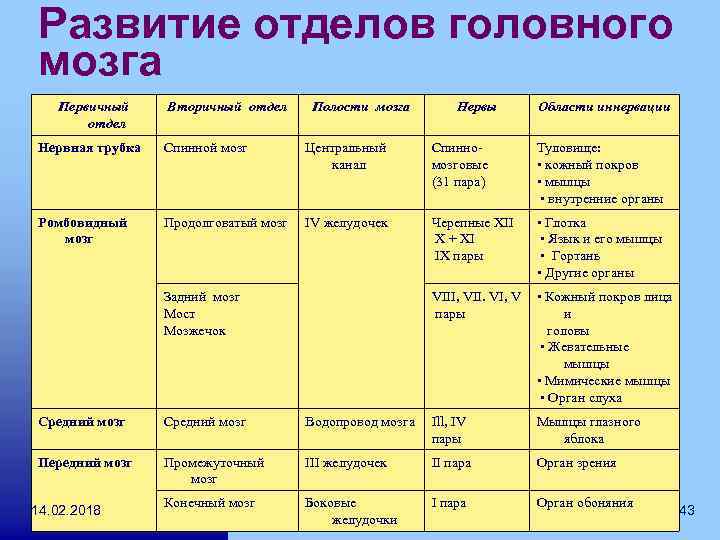 Развитие отделов головного мозга Первичный отдел Вторичный отдел Полости мозга Нервы Области иннервации Нервная