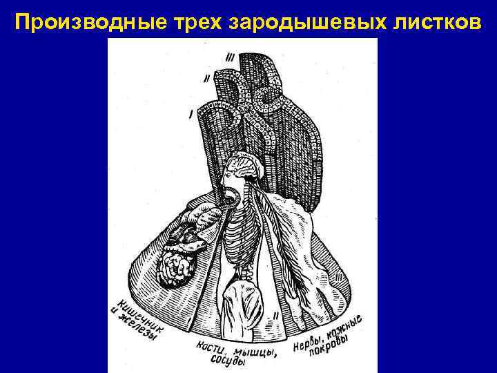 Производные трех зародышевых листков 