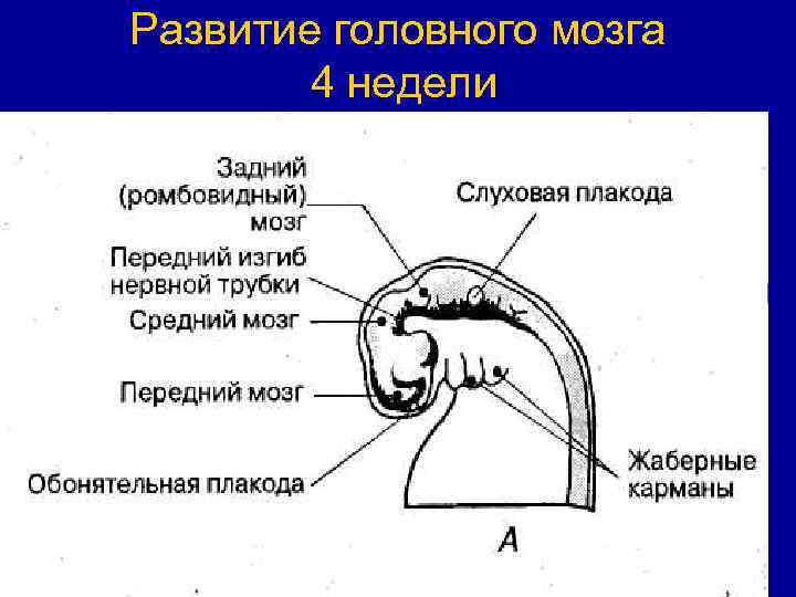 Эмбриональная индукция